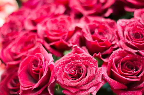 Bir buket gül fotoğraf. Bir dikenli çalı veya genellikle kırmızı, pembe, sarı veya beyaz güzel kokulu çiçekler, kuzey ılıman bölgelere yerli ayılar çalı. 