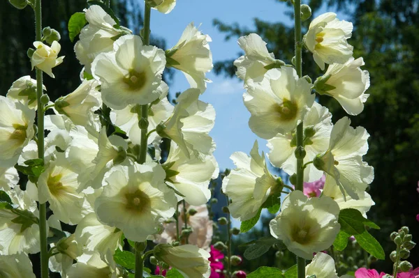 Malva Blommor Örtartad Växt Med Håriga Stjälkar Rosa Eller Lila — Stockfoto
