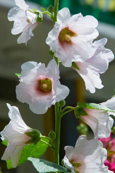Ebegümeci çiçekler. kıllı kaynaklanıyor, pembe ya da mor çiçekler ve disk şeklinde meyve otsu bir bitki. Birkaç tür süsbitkileri yetiştirilen ve bazı yemeklik.