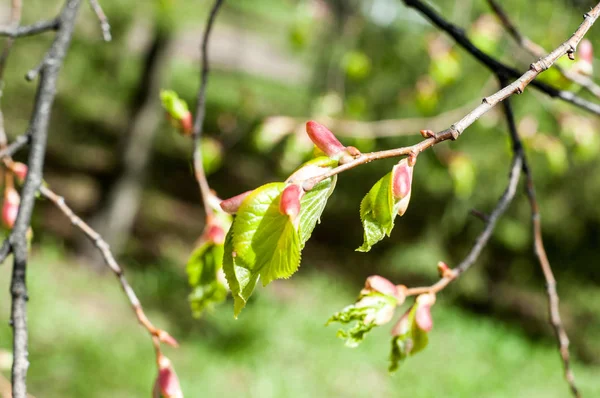 Textuur Van Achtergrondafbeelding Lente Landschap Eerste Bladeren Van Bomen — Stockfoto