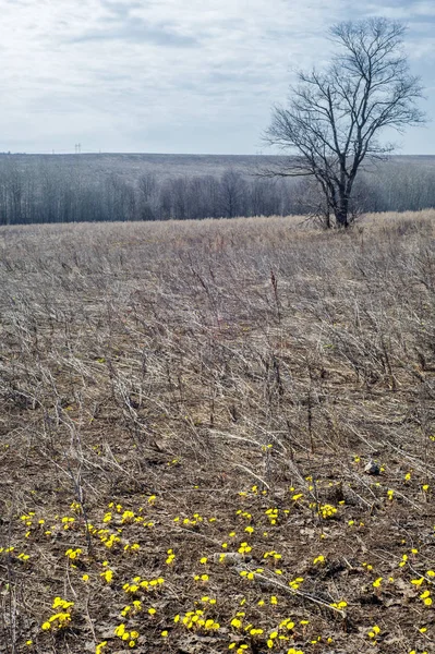 Coltsfoot bilinen Tussilago farfara bitki papatya ailesindeki groundsel kabile bir bitkidir