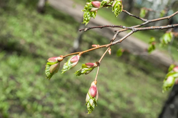Arka plan resmi, bahar peyzaj, ağaçlar ilk yaprak dokusu