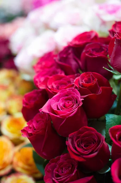 Bir buket gül fotoğraf. Bir dikenli çalı veya genellikle kırmızı, pembe, sarı veya beyaz güzel kokulu çiçekler, kuzey ılıman bölgelere yerli ayılar çalı. 