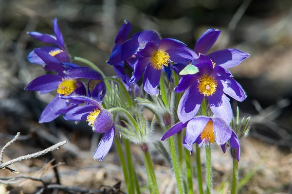 Bahar manzara. Çiçekleri içinde belgili tanımlık vahşi. Bahar çiçek Pulsatilla. Pasque çiçek ya da pasqueflower, Rüzgar çiçek, çayır bitkisi, Paskalya çiçek ve çayır anemone ortak adları dahil. 