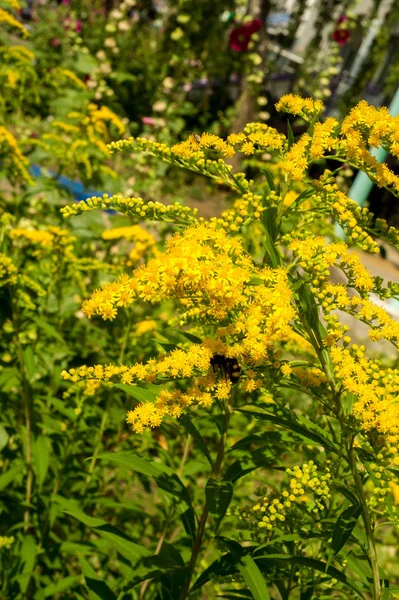 Solidago, goldenrods, yaygın olarak adlandırılan bir tür Aster, bitki ailesindeki çiçekli bitki cinsidir. Bunların çoğu çok yıllık otsu türler açık yerlerde bulundu