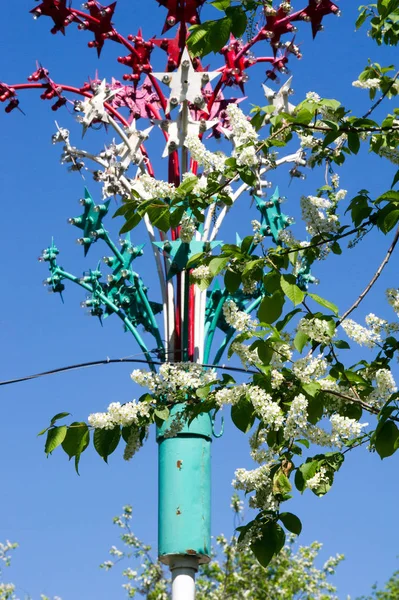 Primer Plano Rama Cereza Pájaro Brillantemente Retroiluminado Contra Cielo Flores — Foto de Stock
