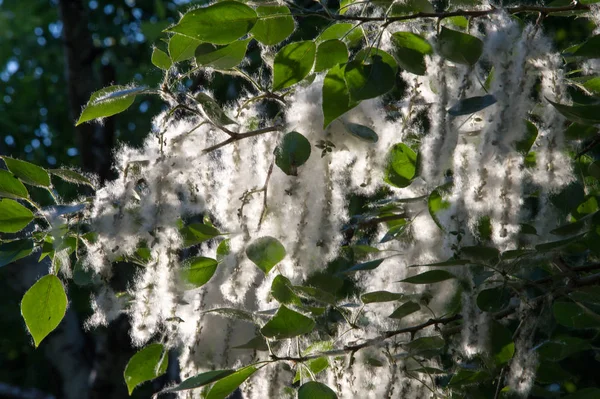 Yaz manzara. Kavak kabartmak. Kavak kabartmak alerji için sorumlu değil, yaz kavak kabartmak ile başlar. Sihirli kavak. Gizemli kavak kabartmak