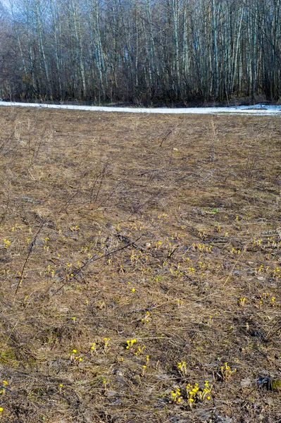 Coltsfoot bilinen Tussilago farfara bitki papatya ailesindeki groundsel kabile bir bitkidir