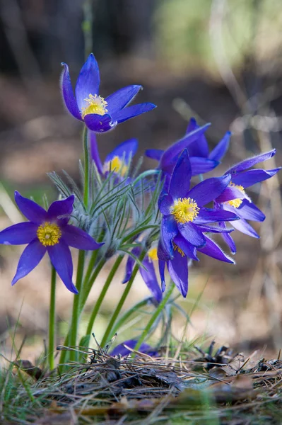 Bahar manzara. Çiçekleri içinde belgili tanımlık vahşi. Bahar çiçek Pulsatilla. Pasque çiçek ya da pasqueflower, Rüzgar çiçek, çayır bitkisi, Paskalya çiçek ve çayır anemone ortak adları dahil. 