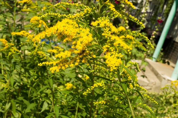 Solidago, goldenrods, yaygın olarak adlandırılan bir tür Aster, bitki ailesindeki çiçekli bitki cinsidir. Bunların çoğu çok yıllık otsu türler açık yerlerde bulundu