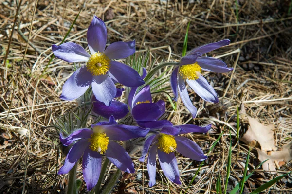 Bahar manzara. Çiçekleri içinde belgili tanımlık vahşi. Bahar çiçek Pulsatilla. Pasque çiçek ya da pasqueflower, Rüzgar çiçek, çayır bitkisi, Paskalya çiçek ve çayır anemone ortak adları dahil. 