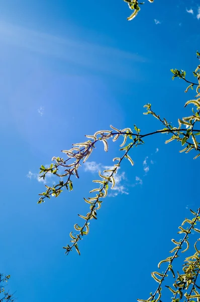 Arka plan resmi, bahar manzara, gökyüzü arka plan üzerinde küpeli söğüt dalı doku. Çiçekli willow. Ağlayan ağaç bahar söğüt. Çiçek - küpe.