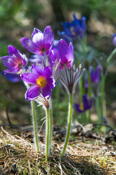 Bahar manzara. Çiçekleri içinde belgili tanımlık vahşi. Bahar çiçek Pulsatilla. Pasque çiçek ya da pasqueflower, Rüzgar çiçek, çayır bitkisi, Paskalya çiçek ve çayır anemone ortak adları dahil. 