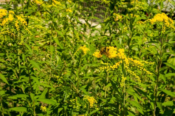 Solidago, goldenrods, yaygın olarak adlandırılan bir tür Aster, bitki ailesindeki çiçekli bitki cinsidir. Bunların çoğu çok yıllık otsu türler açık yerlerde bulundu