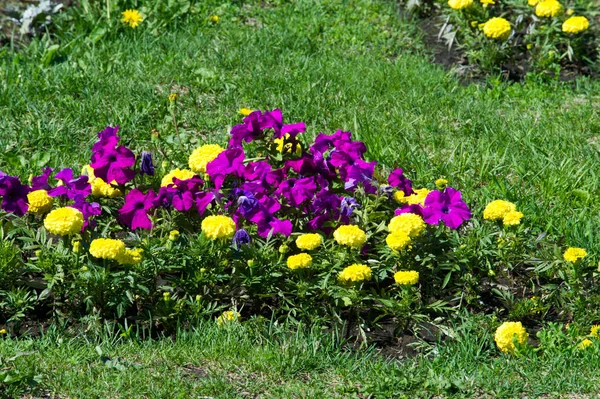 Frühling Urbane Landschaft Stadtparks Grüne Rasenfläche Stadtpark Schönes Morgenlicht Öffentlichen — Stockfoto