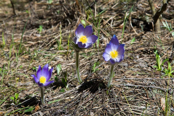 Bahar manzara. Çiçekleri içinde belgili tanımlık vahşi. Bahar çiçek Pulsatilla. Pasque çiçek ya da pasqueflower, Rüzgar çiçek, çayır bitkisi, Paskalya çiçek ve çayır anemone ortak adları dahil. 