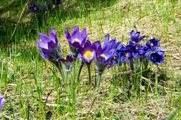 Bahar manzara. Çiçekleri içinde belgili tanımlık vahşi. Bahar çiçek Pulsatilla. Pasque çiçek ya da pasqueflower, Rüzgar çiçek, çayır bitkisi, Paskalya çiçek ve çayır anemone ortak adları dahil. 