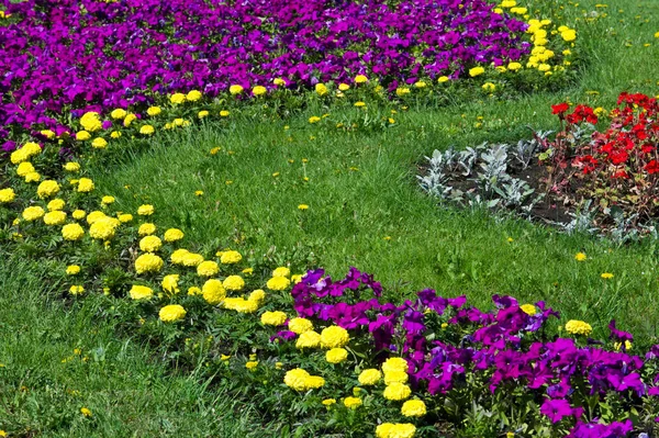 Frühling Urbane Landschaft Stadtparks Grüne Rasenfläche Stadtpark Schönes Morgenlicht Öffentlichen — Stockfoto