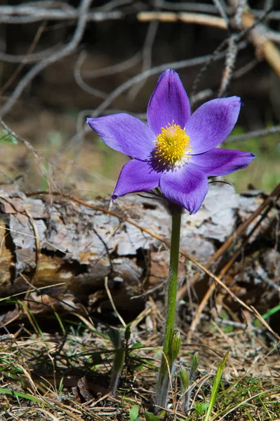 Bahar manzara. Çiçekleri içinde belgili tanımlık vahşi. Bahar çiçek Pulsatilla. Pasque çiçek ya da pasqueflower, Rüzgar çiçek, çayır bitkisi, Paskalya çiçek ve çayır anemone ortak adları dahil. 