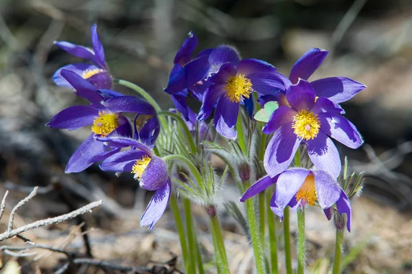 Bahar manzara. Çiçekleri içinde belgili tanımlık vahşi. Bahar çiçek Pulsatilla. Pasque çiçek ya da pasqueflower, Rüzgar çiçek, çayır bitkisi, Paskalya çiçek ve çayır anemone ortak adları dahil. 