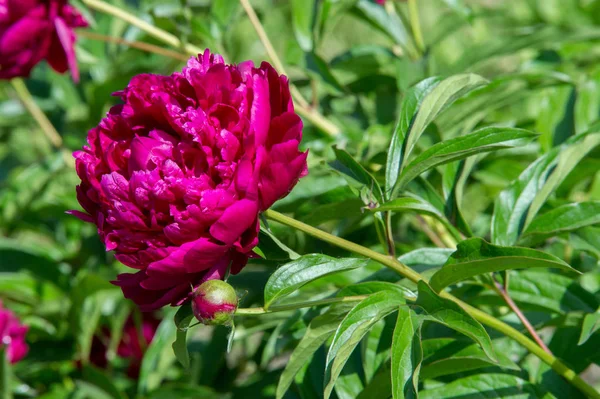 Çiçekler peonies. uzun onun gösterişli çiçekler için ekili olmuştur bir otsu ya da çalı bitki kuzey ılıman bölgelerin.