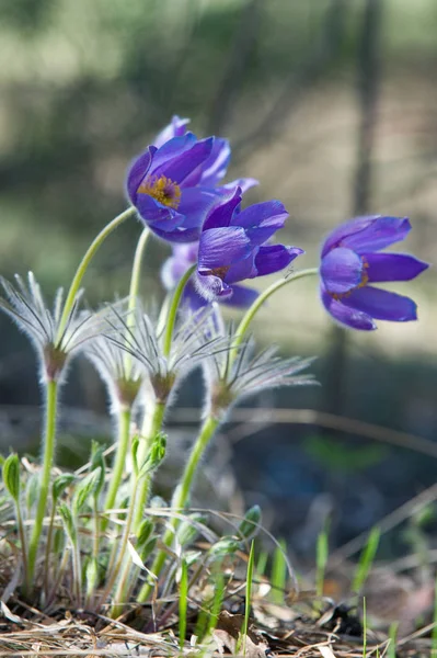 Bahar manzara. Çiçekleri içinde belgili tanımlık vahşi. Bahar çiçek Pulsatilla. Pasque çiçek ya da pasqueflower, Rüzgar çiçek, çayır bitkisi, Paskalya çiçek ve çayır anemone ortak adları dahil. 