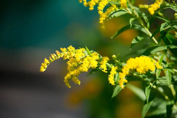 Solidago Genere Piante Fiore Della Famiglia Delle Asteraceae Appartenente Alla — Foto Stock