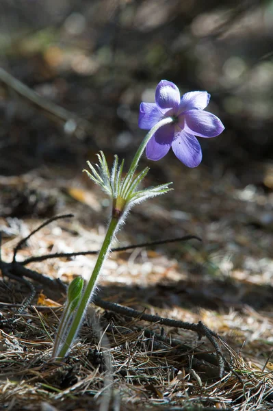 Bahar manzara. Çiçekleri içinde belgili tanımlık vahşi. Bahar çiçek Pulsatilla. Pasque çiçek ya da pasqueflower, Rüzgar çiçek, çayır bitkisi, Paskalya çiçek ve çayır anemone ortak adları dahil. 