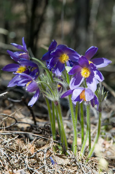 Spring landscape. Flowers growing in the wild. Spring flower Pulsatilla. Common names include pasque flower or pasqueflower, wind flower, prairie crocus, Easter flower, and meadow anemone.