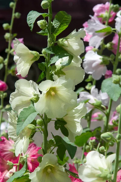 Ebegümeci çiçekler. kıllı kaynaklanıyor, pembe ya da mor çiçekler ve disk şeklinde meyve otsu bir bitki. Birkaç tür süsbitkileri yetiştirilen ve bazı yemeklik.