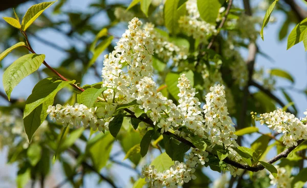 Bahar tebrik kartı, çiçeği kuş kiraz. Bir kaplumbağa şube Close-up parlak gökyüzü karşı yaktı. Kuş-kiraz ağaç izole çiçeklenme. kuş kiraz içinde güneşli çiçekler gün, yakın çekim
