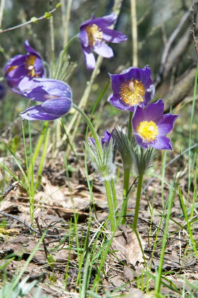 Bahar manzara. Çiçekleri içinde belgili tanımlık vahşi. Bahar çiçek Pulsatilla. Pasque çiçek ya da pasqueflower, Rüzgar çiçek, çayır bitkisi, Paskalya çiçek ve çayır anemone ortak adları dahil. 