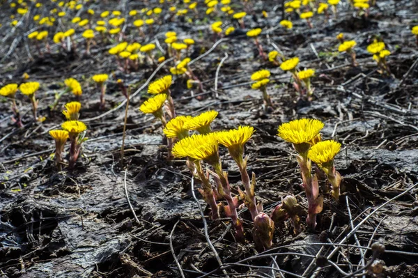 Coltsfoot bilinen Tussilago farfara bitki papatya ailesindeki groundsel kabile bir bitkidir