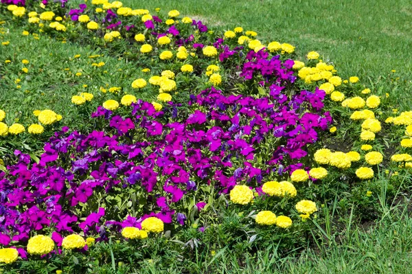 Frühling Urbane Landschaft Stadtparks Grüne Rasenfläche Stadtpark Schönes Morgenlicht Öffentlichen — Stockfoto