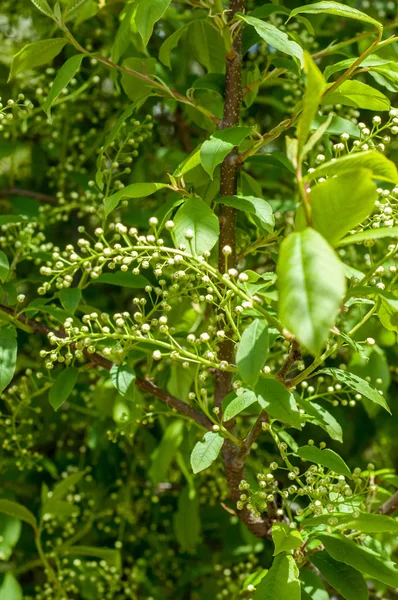 Arka plan resmi, bahar peyzaj, ağaçlar ilk yaprak dokusu