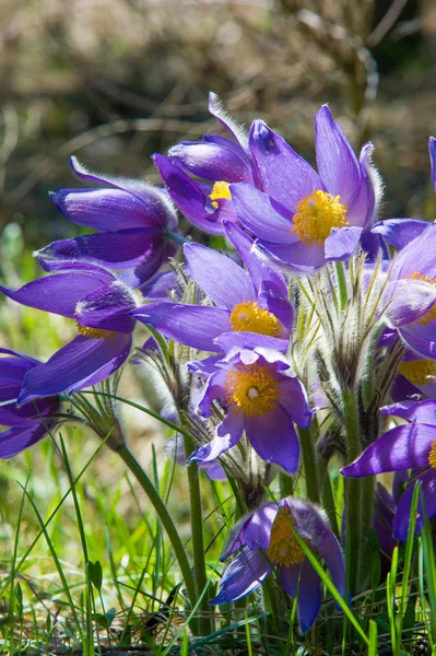 Bahar manzara. Çiçekleri içinde belgili tanımlık vahşi. Bahar çiçek Pulsatilla. Pasque çiçek ya da pasqueflower, Rüzgar çiçek, çayır bitkisi, Paskalya çiçek ve çayır anemone ortak adları dahil. 