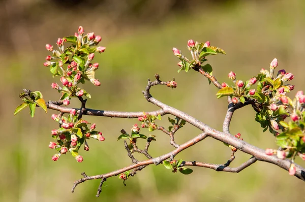 Unblown meyve ağacı, elma çiçeği kırmızı çiçek tomurcukları
