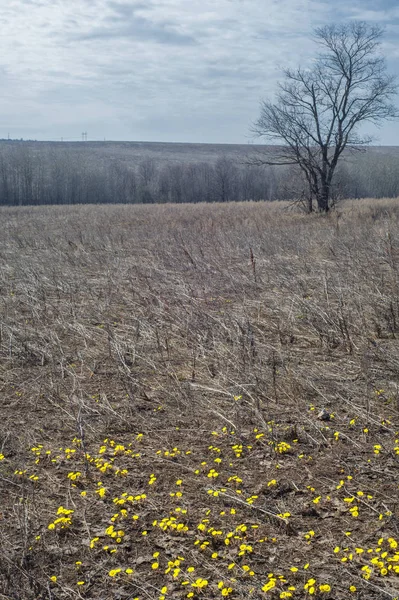 Coltsfoot bilinen Tussilago farfara bitki papatya ailesindeki groundsel kabile bir bitkidir