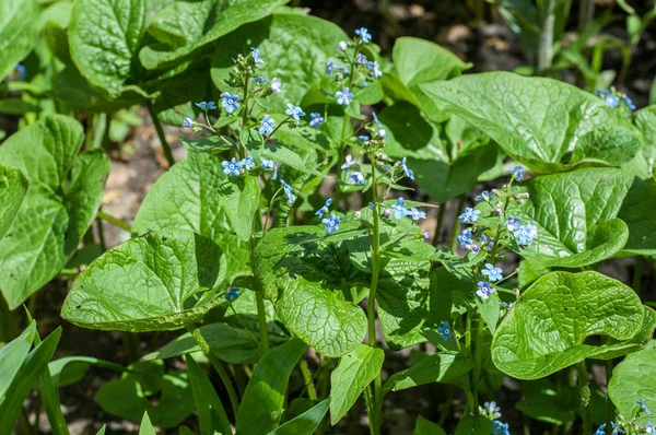 Myosotis Sylvatica Bosco Forget Bosco Forget Una Specie Pianta Fiore — Foto Stock