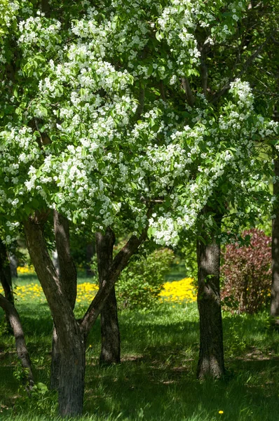 Lente Landschap Apple Lente Bloemen Een Bloeiende Appel Een Achtergrond — Stockfoto