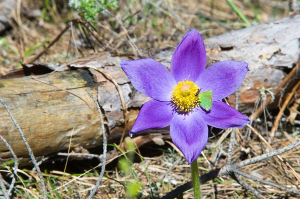 Bahar manzara. Çiçekleri içinde belgili tanımlık vahşi. Bahar çiçek Pulsatilla. Pasque çiçek ya da pasqueflower, Rüzgar çiçek, çayır bitkisi, Paskalya çiçek ve çayır anemone ortak adları dahil. 