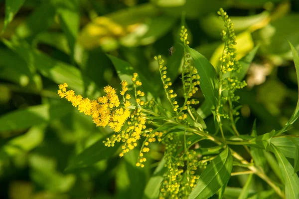 Solidago Allgemein Als Goldrute Bezeichnet Ist Eine Gattung Blühender Pflanzen — Stockfoto