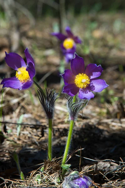 Bahar manzara. Çiçekleri içinde belgili tanımlık vahşi. Bahar çiçek Pulsatilla. Pasque çiçek ya da pasqueflower, Rüzgar çiçek, çayır bitkisi, Paskalya çiçek ve çayır anemone ortak adları dahil. 