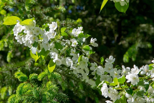 Fotos Del Paisaje Primavera Manzanos Flor —  Fotos de Stock