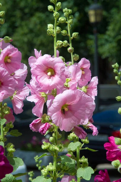 Ebegümeci çiçekler. kıllı kaynaklanıyor, pembe ya da mor çiçekler ve disk şeklinde meyve otsu bir bitki. Birkaç tür süsbitkileri yetiştirilen ve bazı yemeklik.