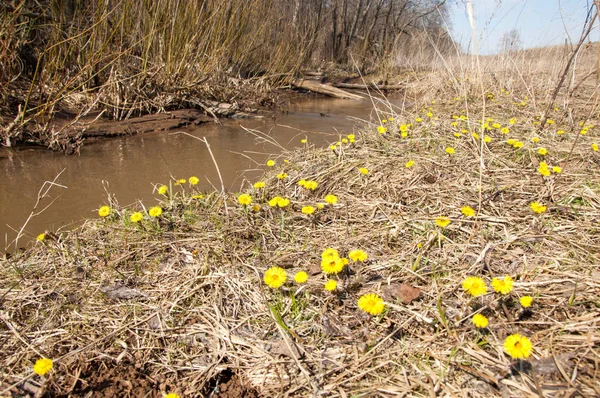 Coltsfoot bilinen Tussilago farfara bitki papatya ailesindeki groundsel kabile bir bitkidir