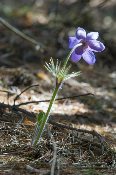 Bahar manzara. Çiçekleri içinde belgili tanımlık vahşi. Bahar çiçek Pulsatilla. Pasque çiçek ya da pasqueflower, Rüzgar çiçek, çayır bitkisi, Paskalya çiçek ve çayır anemone ortak adları dahil. 