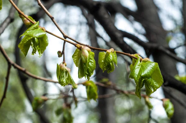 Arka plan resmi, bahar peyzaj, ağaçlar ilk yaprak dokusu