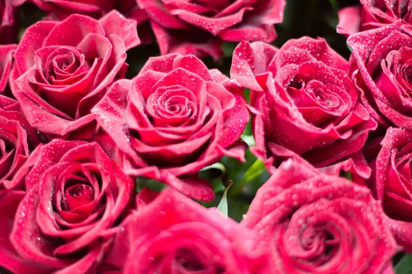 Bir buket gül fotoğraf. Bir dikenli çalı veya genellikle kırmızı, pembe, sarı veya beyaz güzel kokulu çiçekler, kuzey ılıman bölgelere yerli ayılar çalı. 