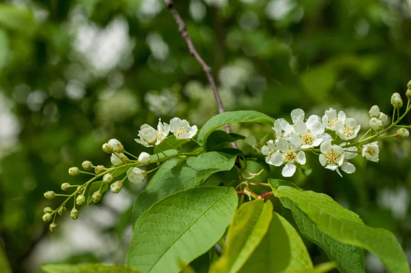 Kuş kiraz, parlak arkadan aydınlatmalı gökyüzü karşı dalı closeup. kuş kiraz çiçekleri